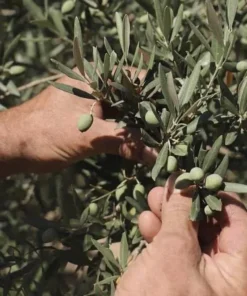 tay trang huu co La Provencale 400ml 3