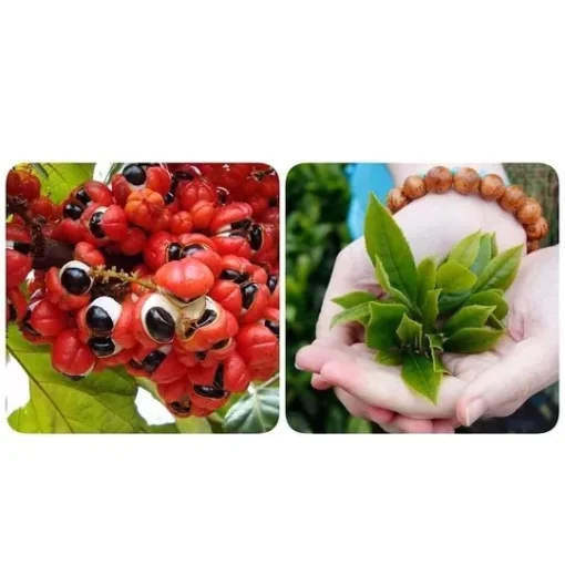 Viên uống trà xanh Juvamine Guarana - Viên uống giảm mỡ và hạn chế hấp thu mỡ - Ảnh 5