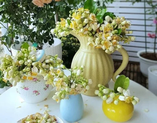 chiet nuoc hoa Fleur dOranger Fragonard 3